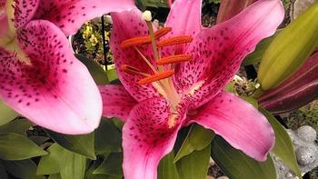 7622004794, female escort, Chattanooga